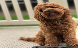Cavapoo dogs for sale: Stunning Cavapoo boys  - Image 2