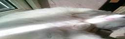 Mixed Breed cats for sale: RESERVED Female white 3 years old - Advert 2