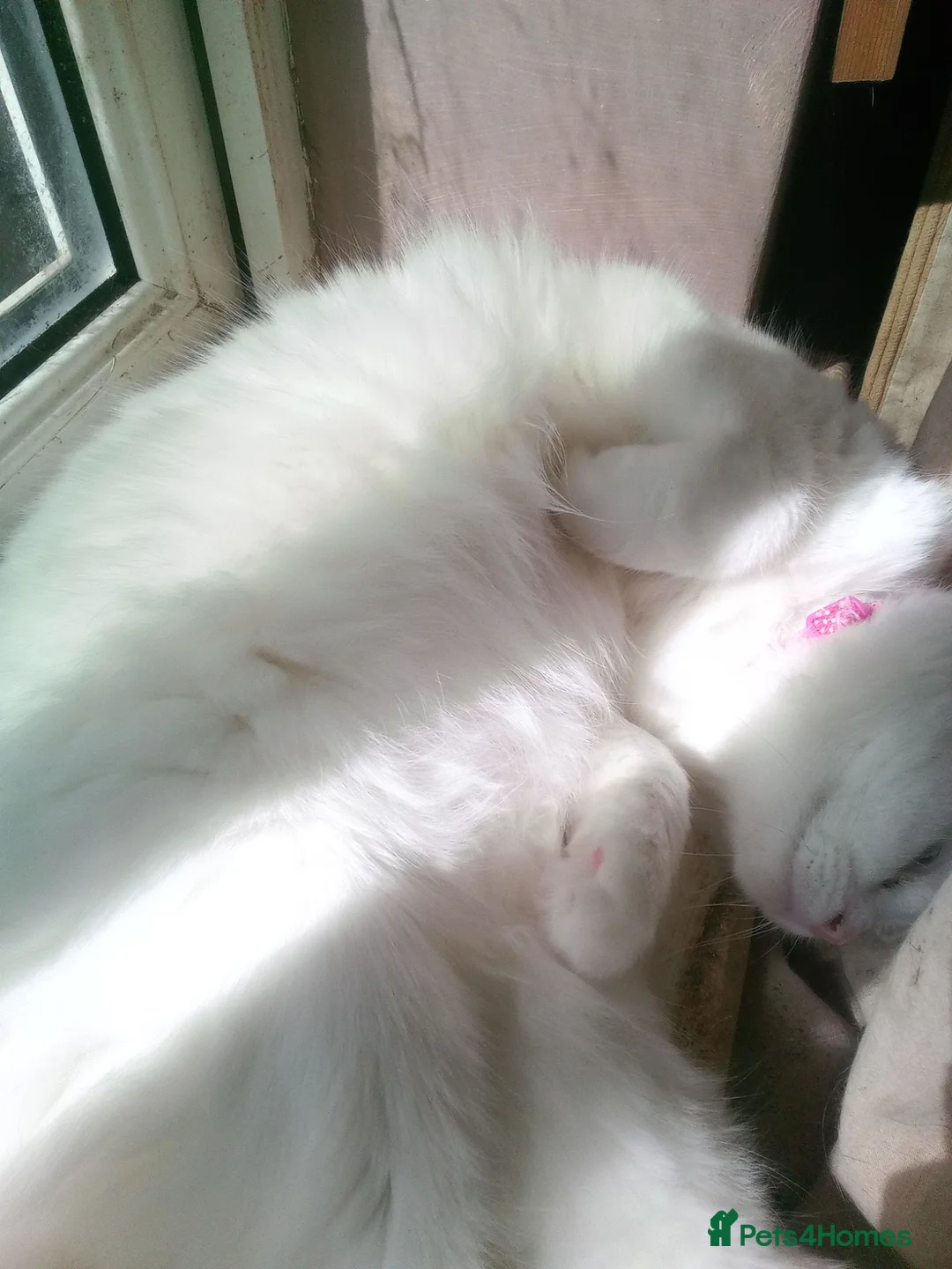 Mixed Breed cats for sale: RESERVED Female white 3 years old - Advert 2