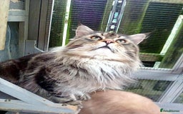 Mixed Breed cats for sale: Fluffy Maine Coon Mix Kittens  - Image 3