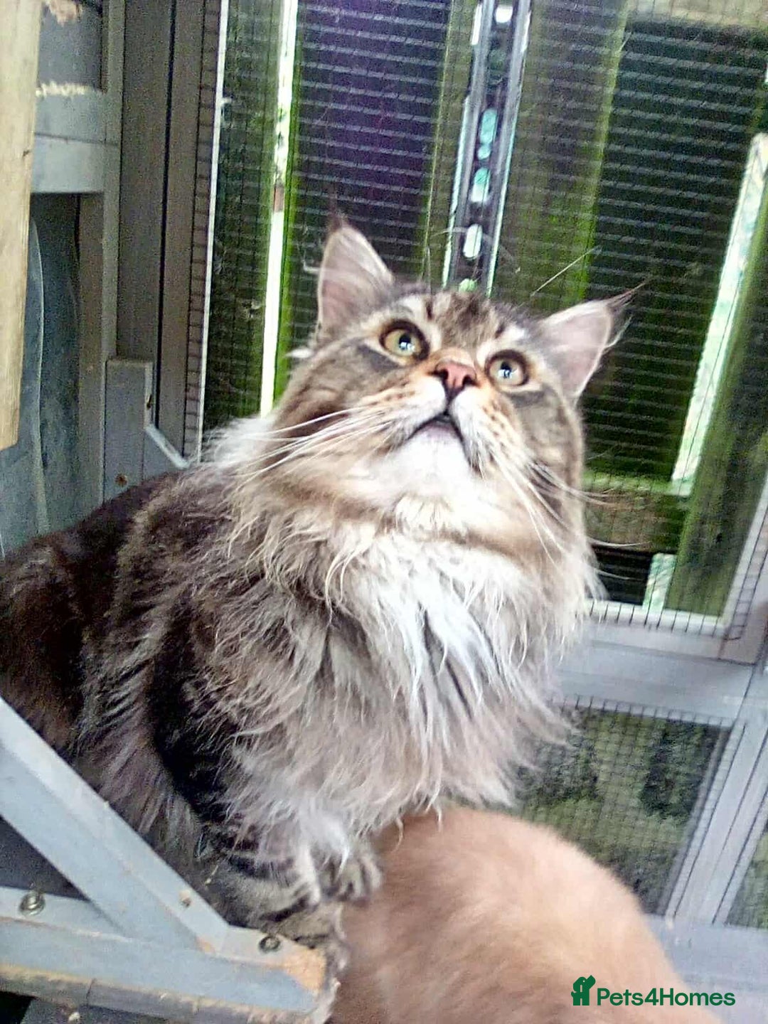 Mixed Breed cats for sale: Fluffy Maine Coon Mix Kittens  - Image 3