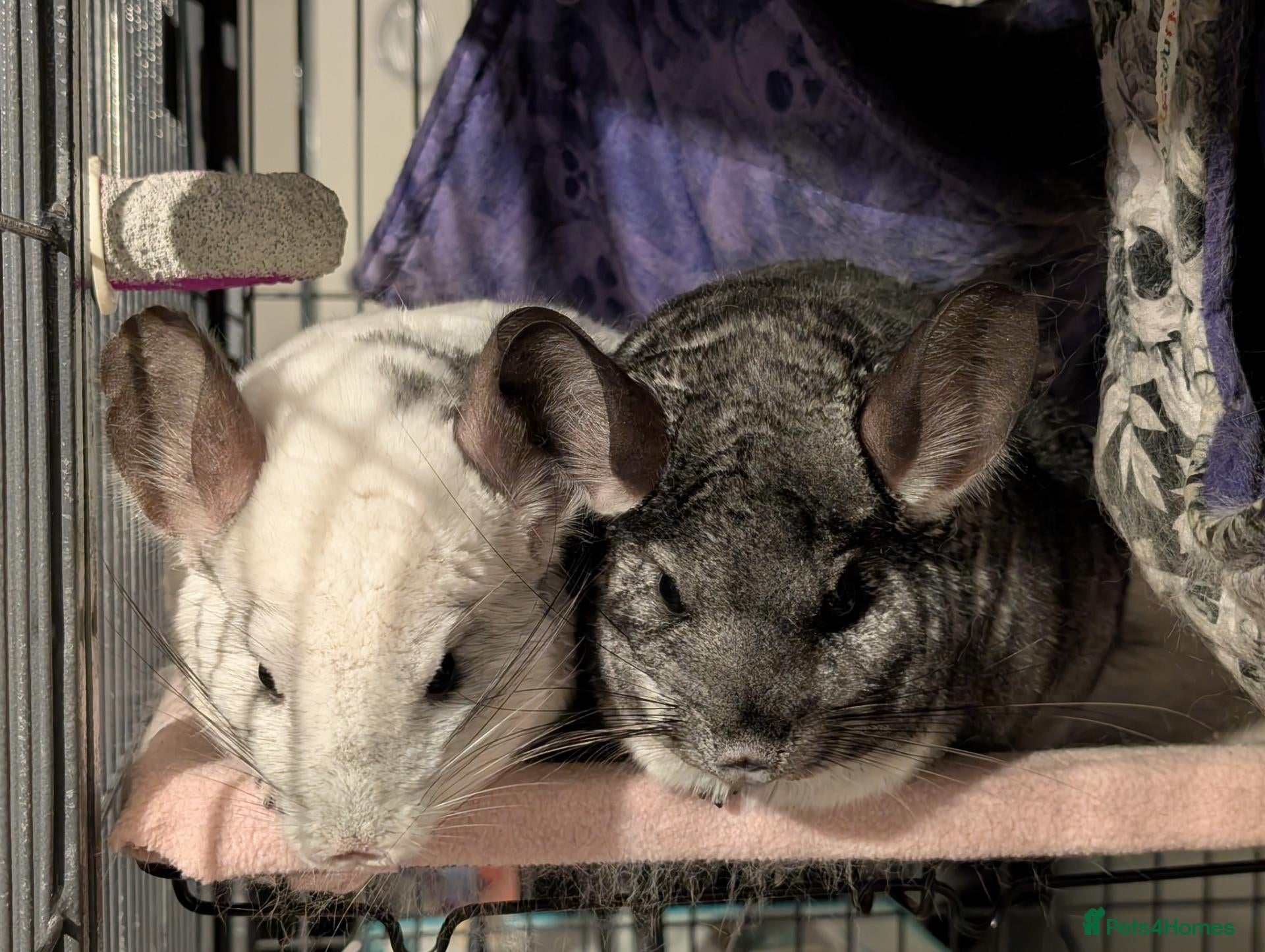 Chinchilla rodents for sale: Two female chinchillas with cage and accessories - Advert 1