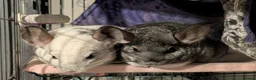 Chinchilla rodents for sale: Two female chinchillas with cage and accessories in Birmingham - Advert 1
