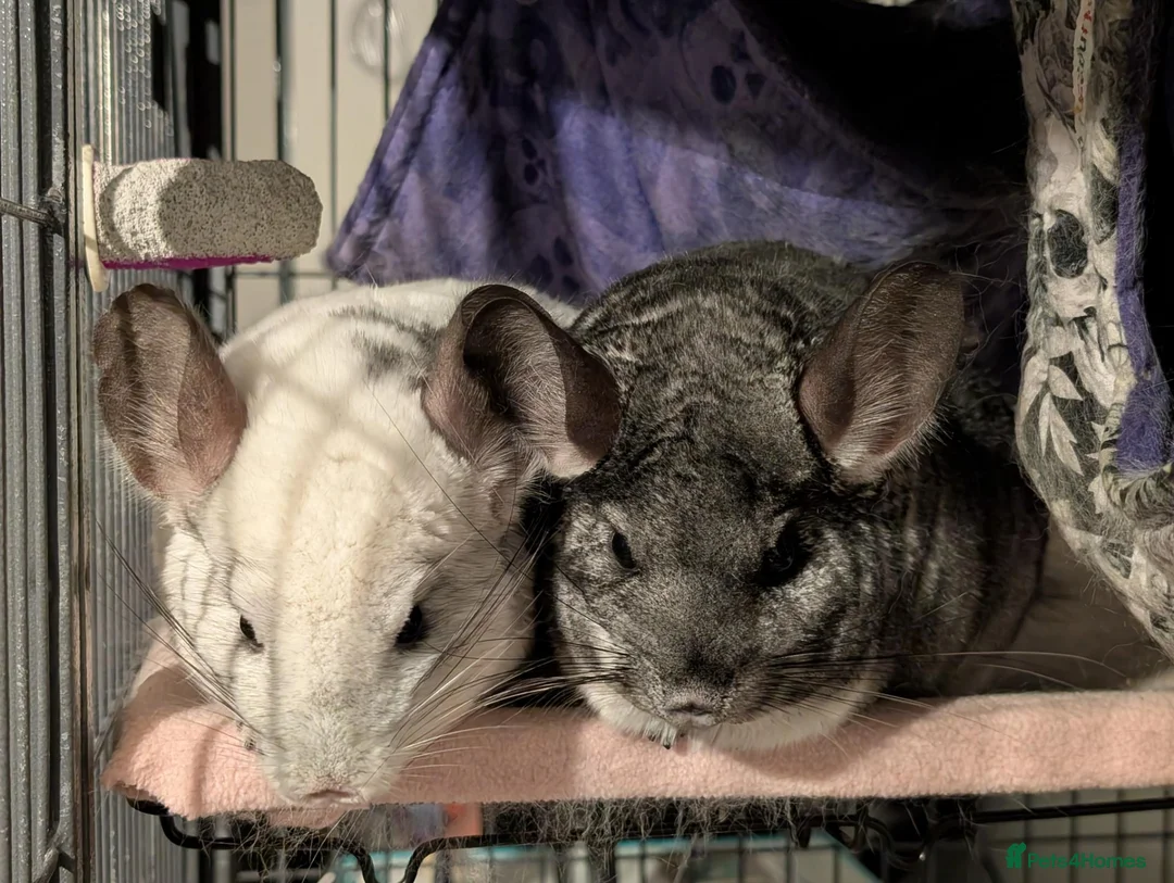Chinchilla rodents for sale: Two female chinchillas with cage and accessories in Birmingham - Advert 1