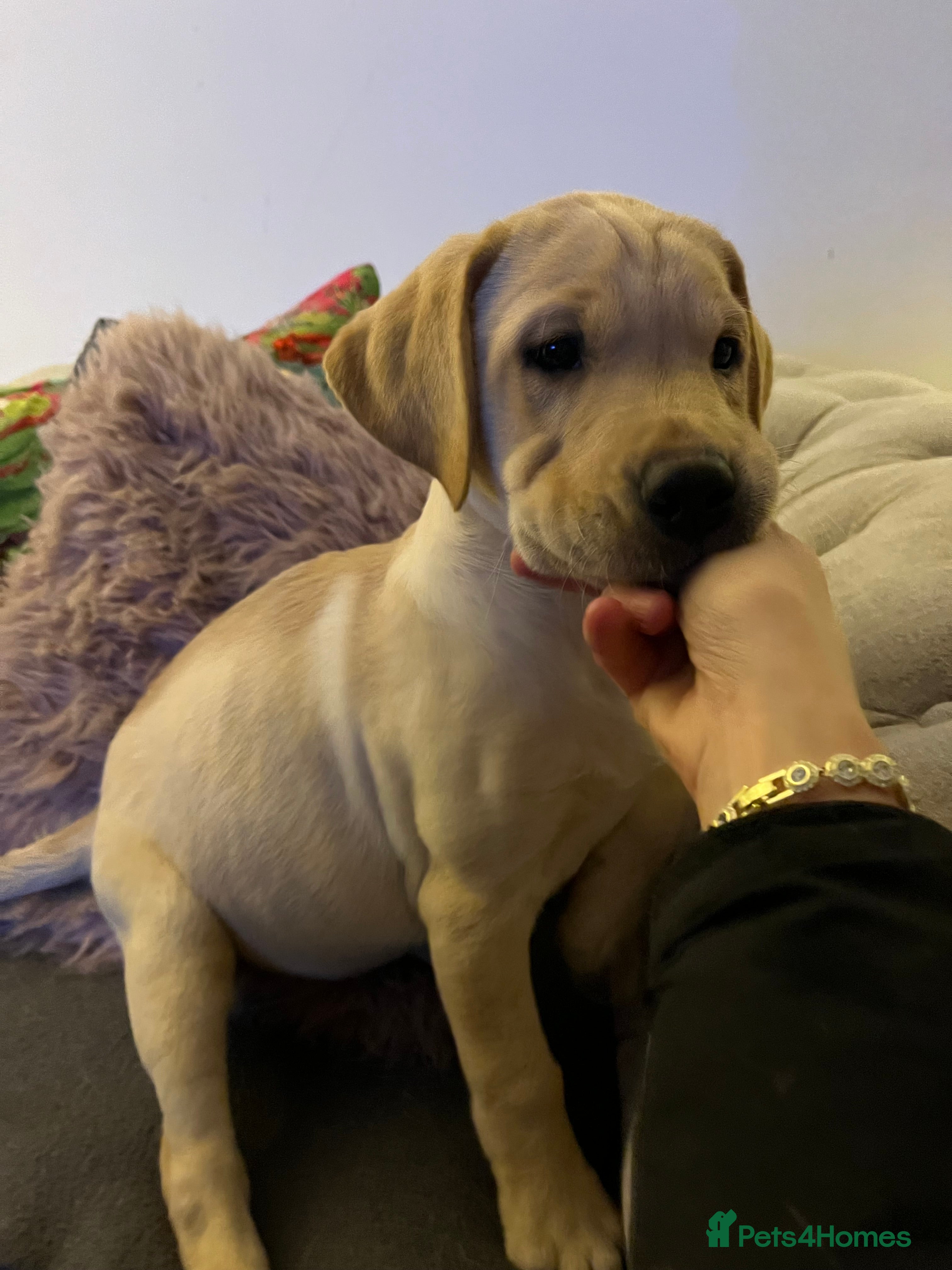 Labrador Retriever dogs Labrador puppies for sale  - Advert 2