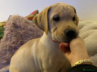 Labrador Retriever dogs Labrador puppies for sale - Advert 2