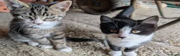Mixed Breed cats for sale: Shorthaired Kittens, ready for collection, - Advert 2