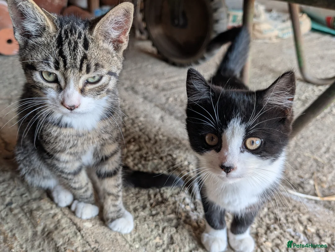 Mixed Breed cats for sale: Shorthaired Kittens, ready for collection, - Advert 2