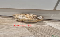 Quail poultry for sale: Coturnix quail three week old (not sexed)  - Image 17