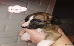 Whippet dogs for sale: Lovely petite whippets for sale  - Image 13