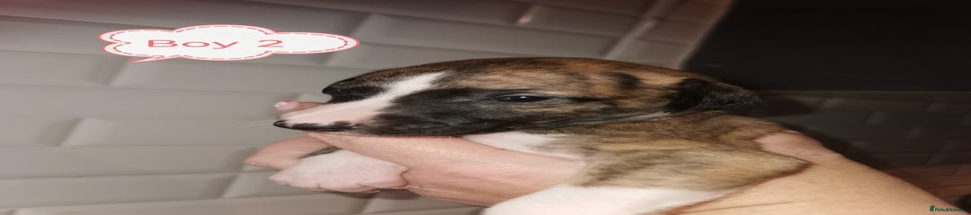 Whippet Puppy 5 boy 