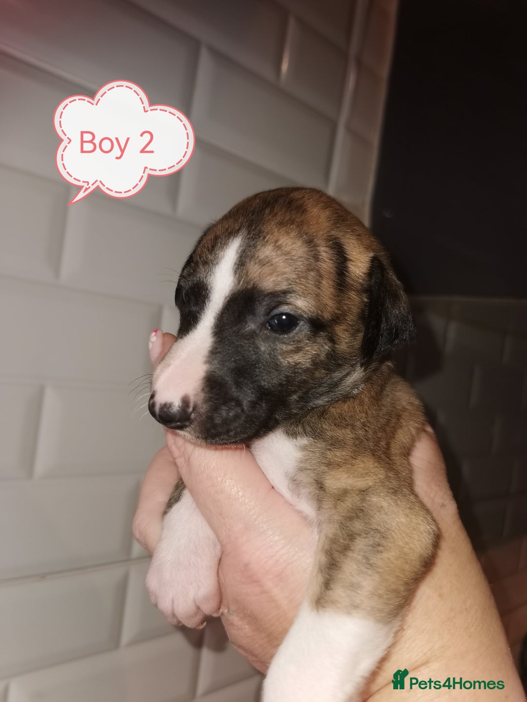 Whippet dogs for sale: Lovely petite whippets for sale  - Image 13