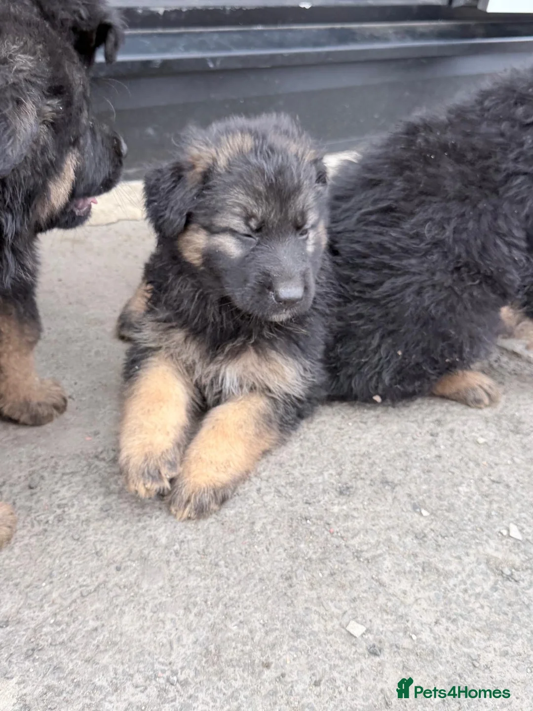 German Shepherd dogs for sale: German shepherd Full breed  in Newcastle upon Tyne - Advert 7