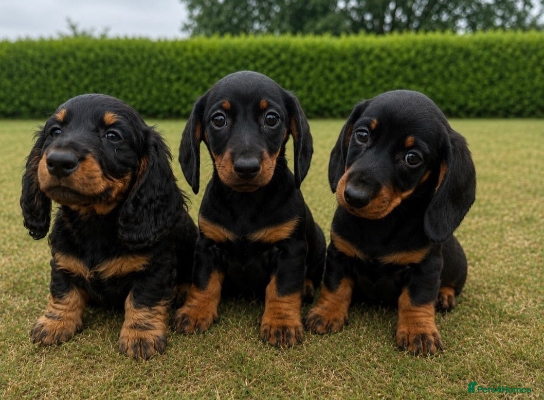 Miniature Dachshund dogs 3 left cute dachshund puppies  - Advert 17