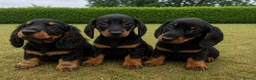 Miniature Dachshund dogs for sale: 3 left cute dachshund puppies  - Advert 1