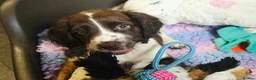 English Springer Spaniel dogs for sale: Outstanding Home Reared KC 5 ⭐️ Vetted Ready now  - Advert 22