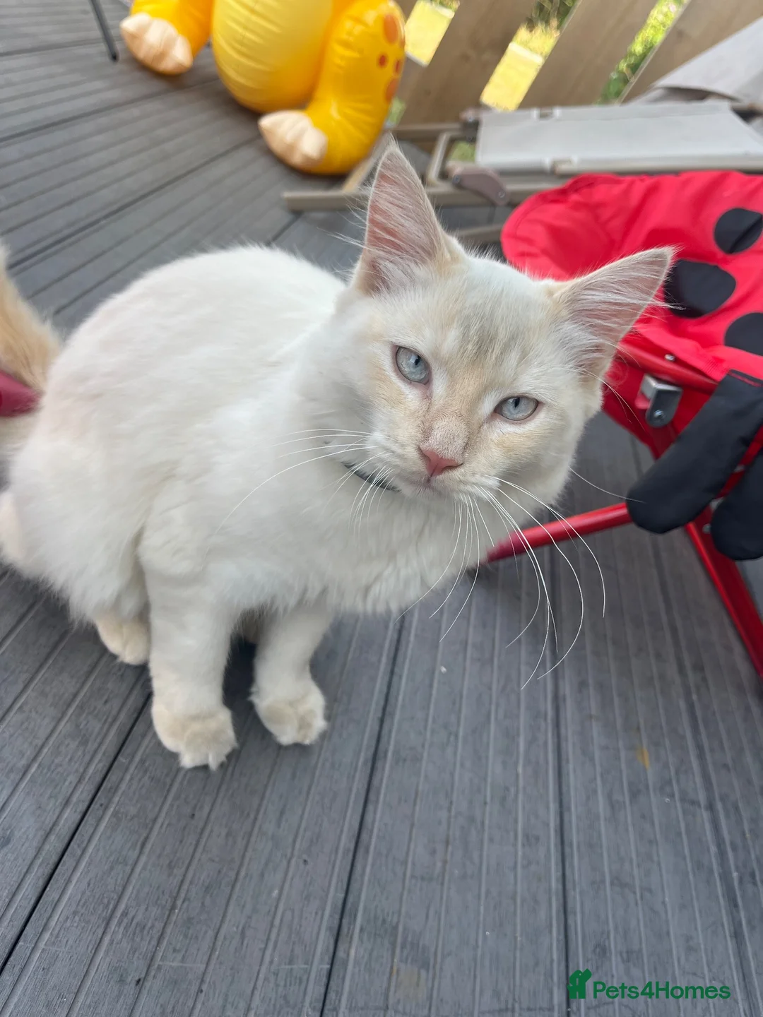 Mixed Breed cats for sale: Woody 🤠 7-month-old Male Cat in Fowey - Advert 2