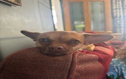 Mixed Breed dogs for sale: Chihuahua cross French bulldog  - Image 5