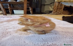 Maine Coon cats for sale: Beautiful Mainecoon X  9 kittens  - Image 12
