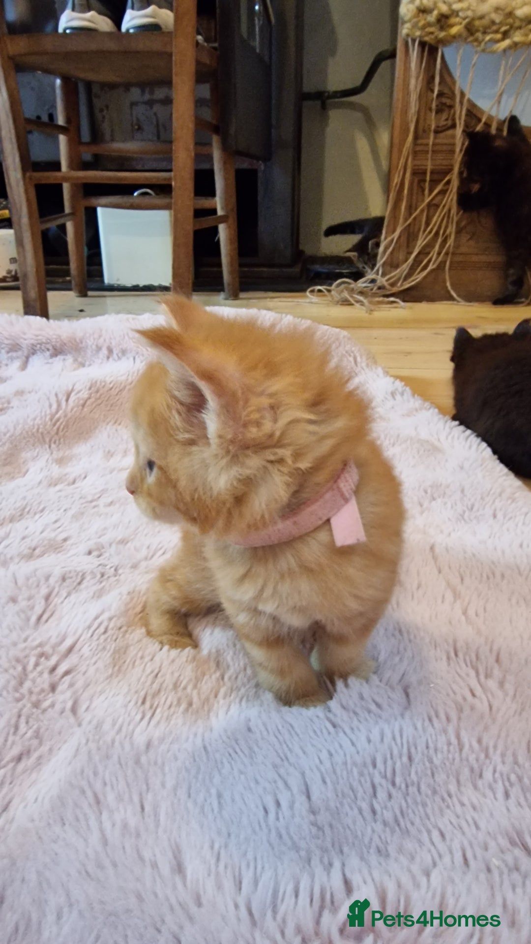 Maine Coon cats for sale: Beautiful Mainecoon X  9 kittens  - Image 12