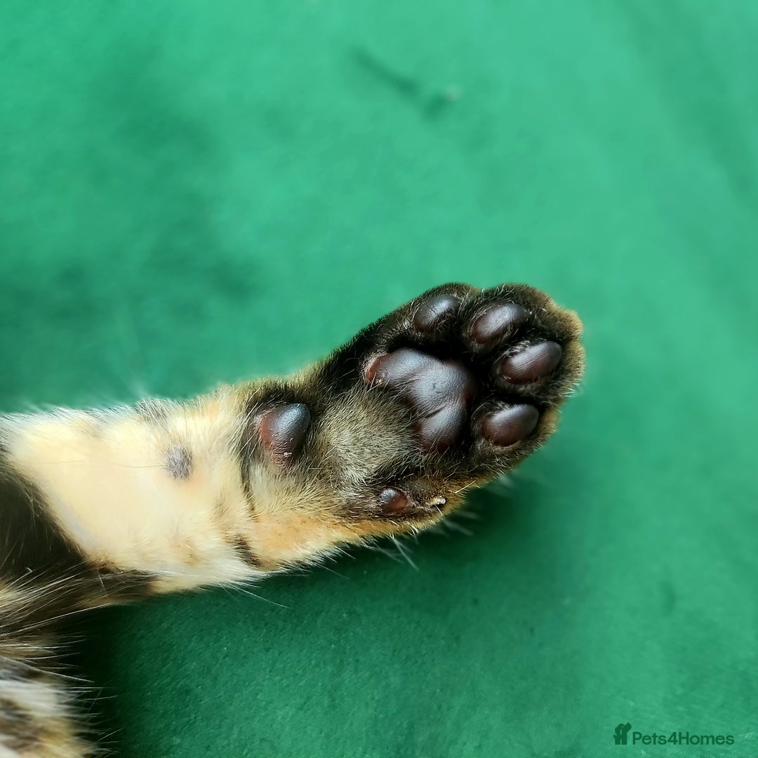 Bengal cats for sale: 🔥The Cutest Bengals in the UK? Come See 😺 🐾 - Image 10