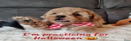 Shihpoo dogs for sale: Gorgeous Little Shihpoo Pups sold Fully Vaccinated - Advert 22