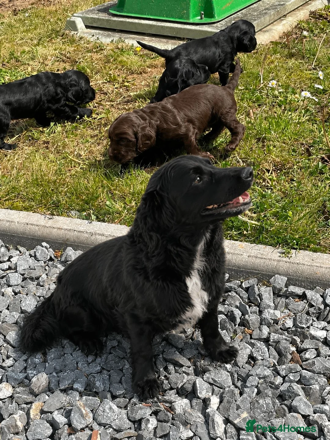 Cocker Spaniel dogs for sale: Full breed cocker spaniels puppies  - Advert 1