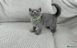 British Shorthair cats for sale: READY NOW 😻Pedigree BSH with perks in Swindon - Image 10