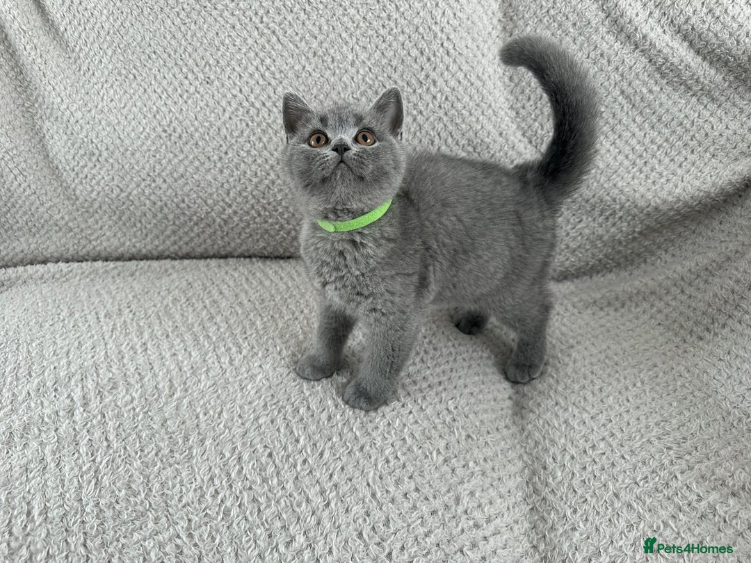 British Shorthair cats for sale: READY NOW 😻Pedigree BSH with perks in Swindon - Image 10