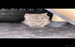 British Shorthair cats for sale: Beautiful Blue British Shorthair Kittens - Image 6