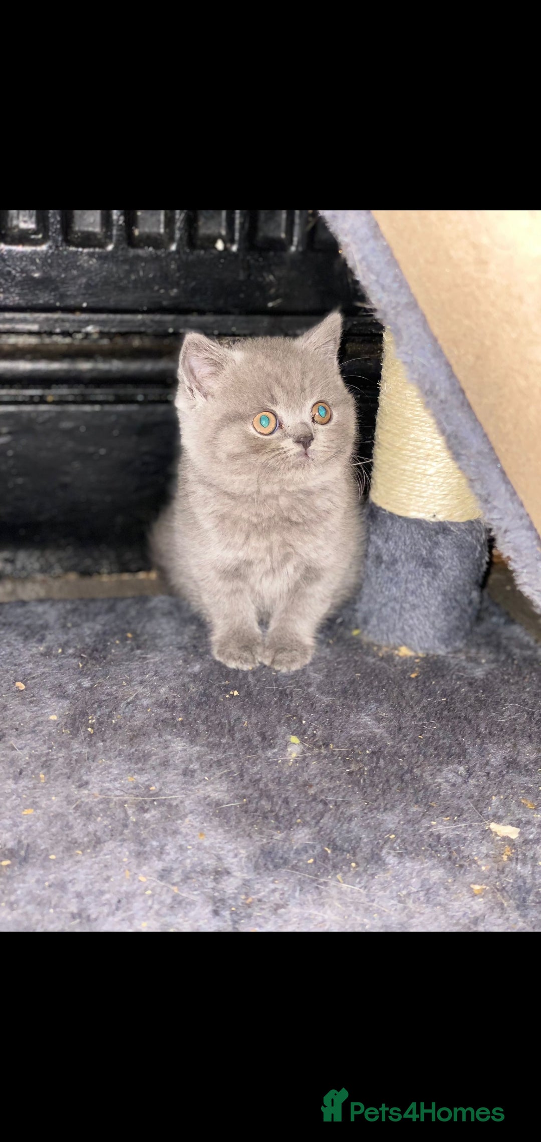 British Shorthair cats for sale: Beautiful Blue British Shorthair Kittens - Image 6