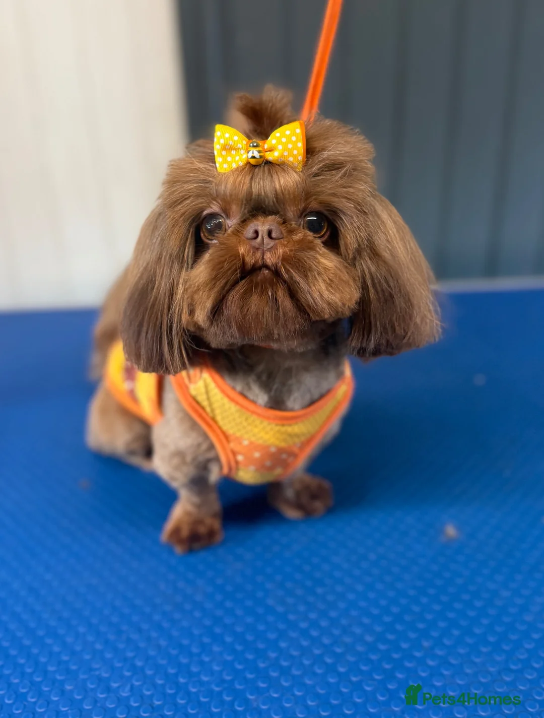 Shih Tzu dogs for stud: 🐶💎 Bumble – Imperial Shih Tzu Stud, kc reg 💎🐶 - Advert 2