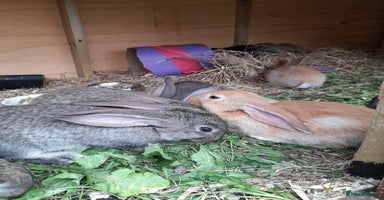 Continental Giant rabbits - Advert 10