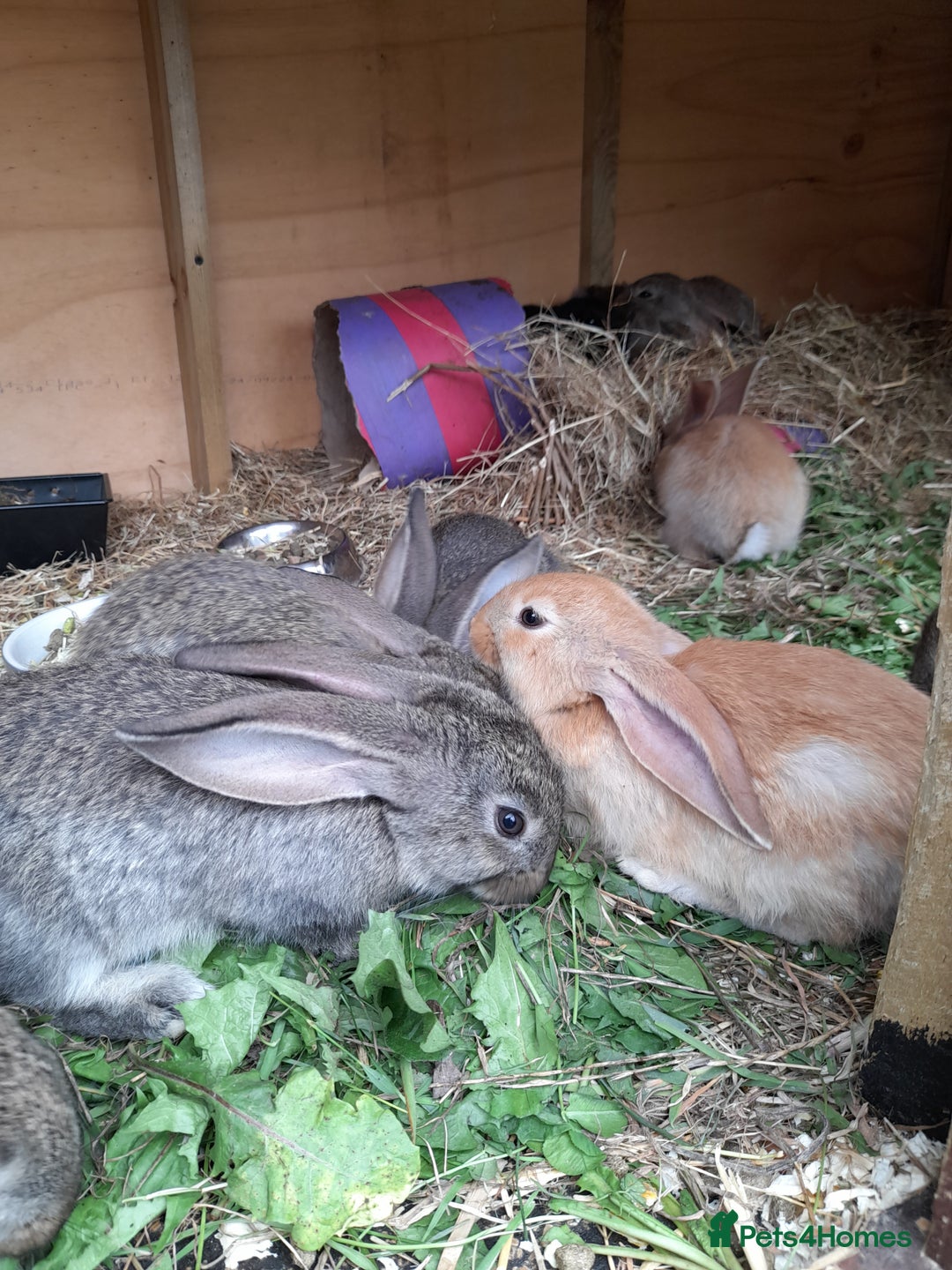 Continental Giant rabbits for sale: Beautiful Giant Continental Babies - Image 3