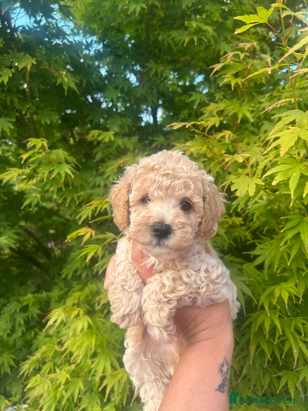 Maltipoo dogs for sale: Stunning litter of F1B Maltipoos !  - Advert 1