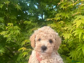 Maltipoo dogs Stunning litter of F1B Maltipoos ! - Advert 1