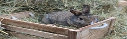 Mini Lop rabbits for sale: Selection of rabbits  - Advert 3
