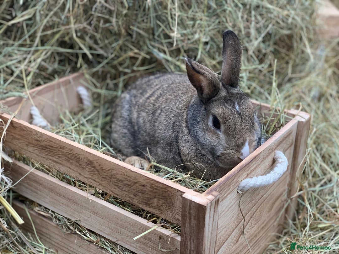 Mini Lop rabbits for sale: Selection of rabbits  - Advert 3
