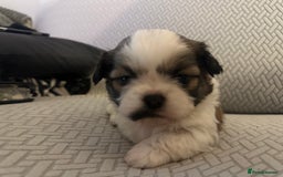 Shih Tzu dogs for sale: Beautiful Shih Zu Puppies  - Image 3