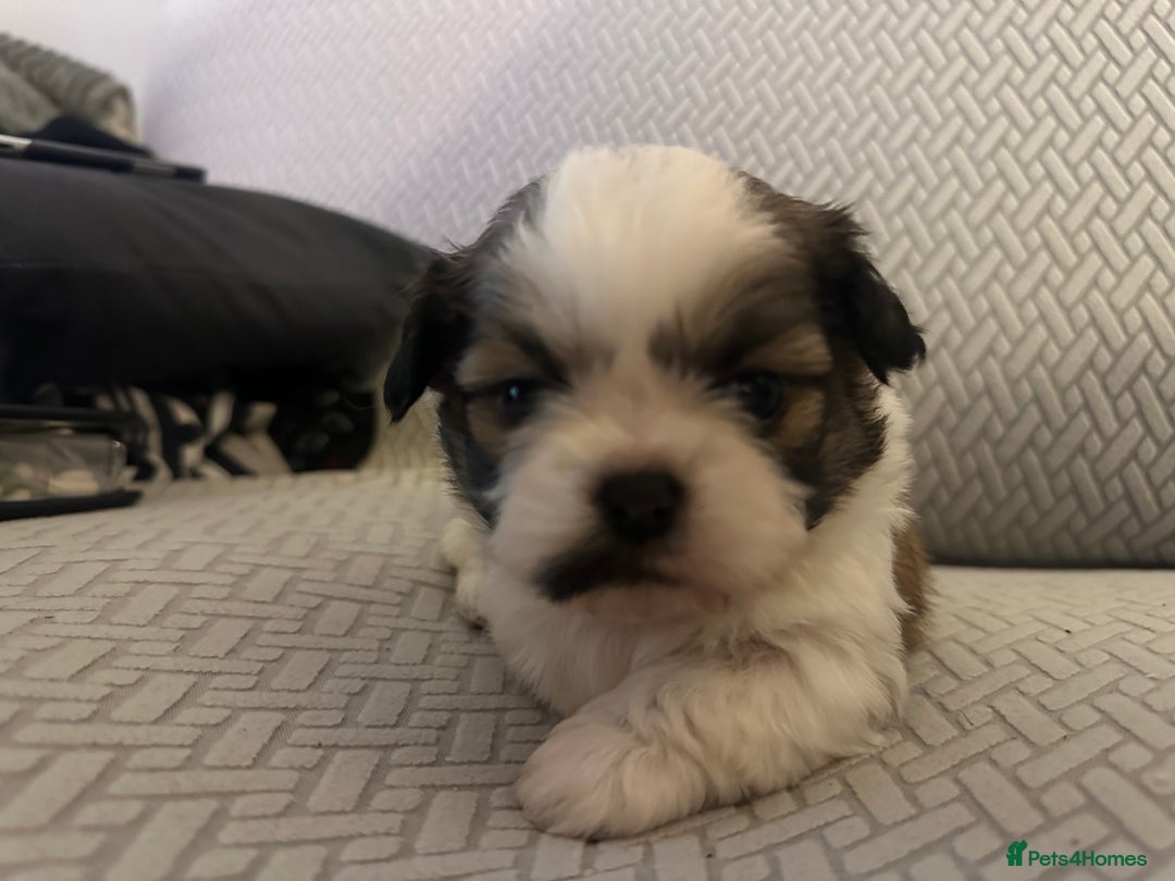 Shih Tzu dogs for sale: Beautiful Shih Zu Puppies  - Image 3