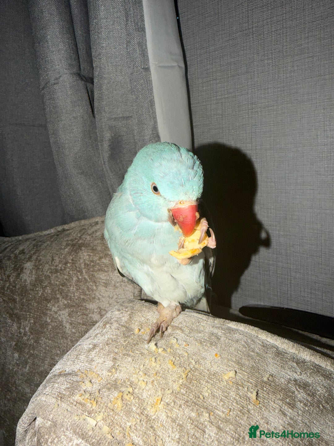 Ringnecks birds for sale: Blue Indian ring neck  - Advert 2