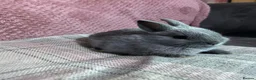 Netherland Dwarf rabbits for sale: Pure Netherland Dwarf rabbits - Advert 8