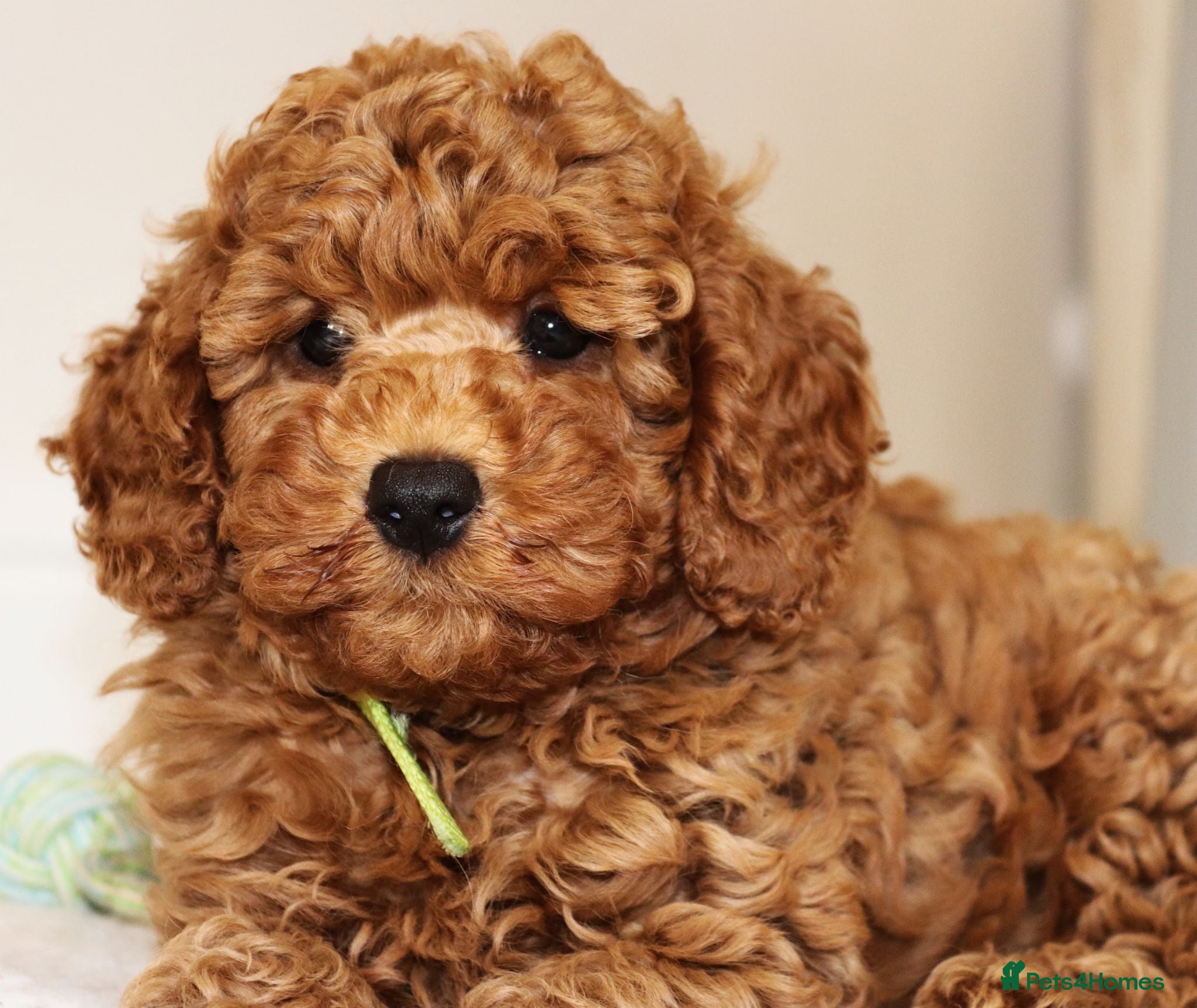 Cavapoo dogs The Best Quality Puppy, fully DNA tested Parents - Advert 1