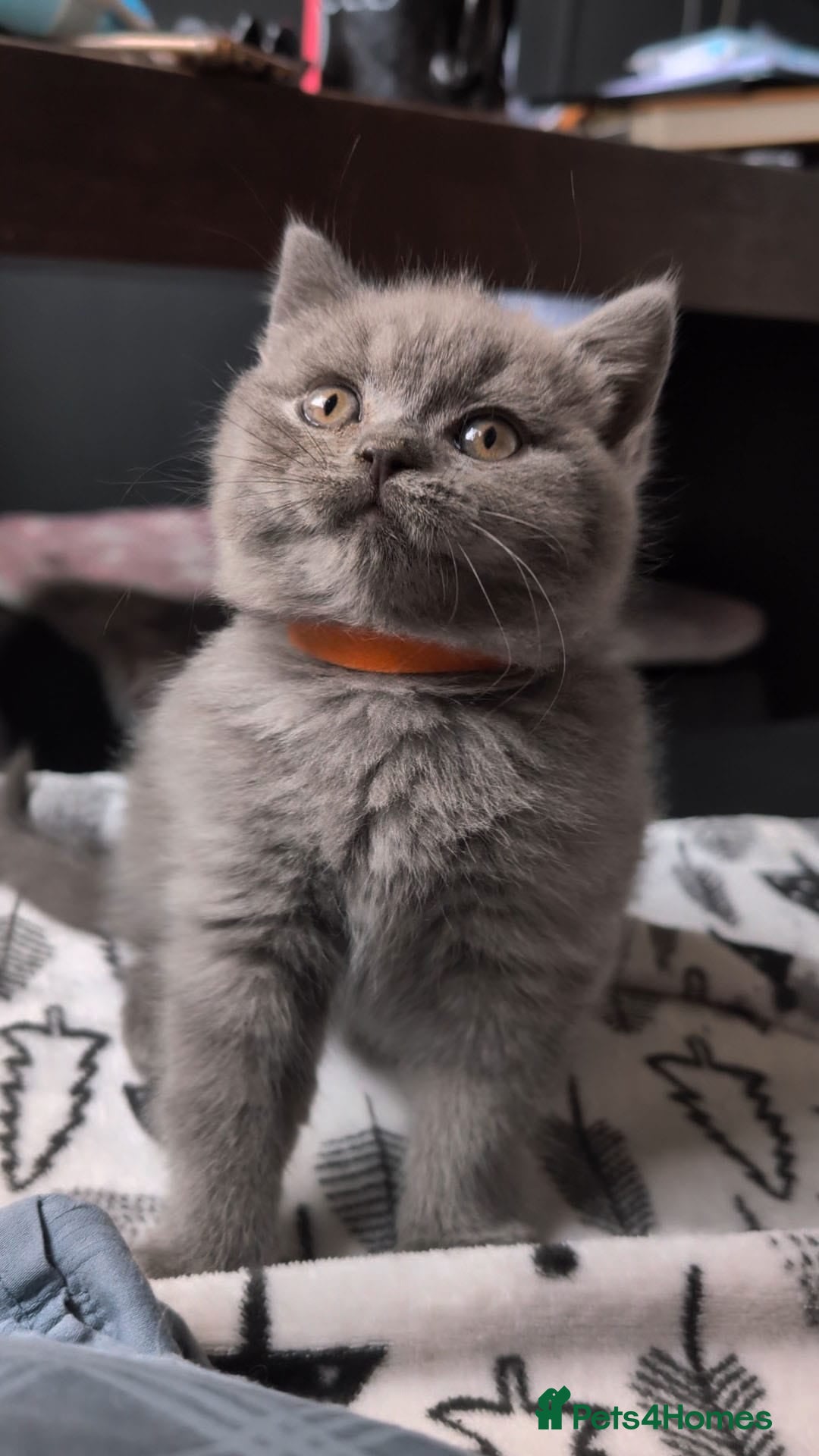 British Shorthair cats for sale: 🏆GCCF / TICA Active –🏅 PROVEN  - Advert 22