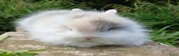 Lionhead rabbits for sale: Stunning DM Lionhead baby rabbits  - Advert 13