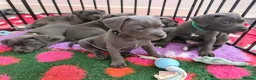 Staffordshire Bull Terrier dogs for sale: PUPPIES SOLD ! - Advert 3