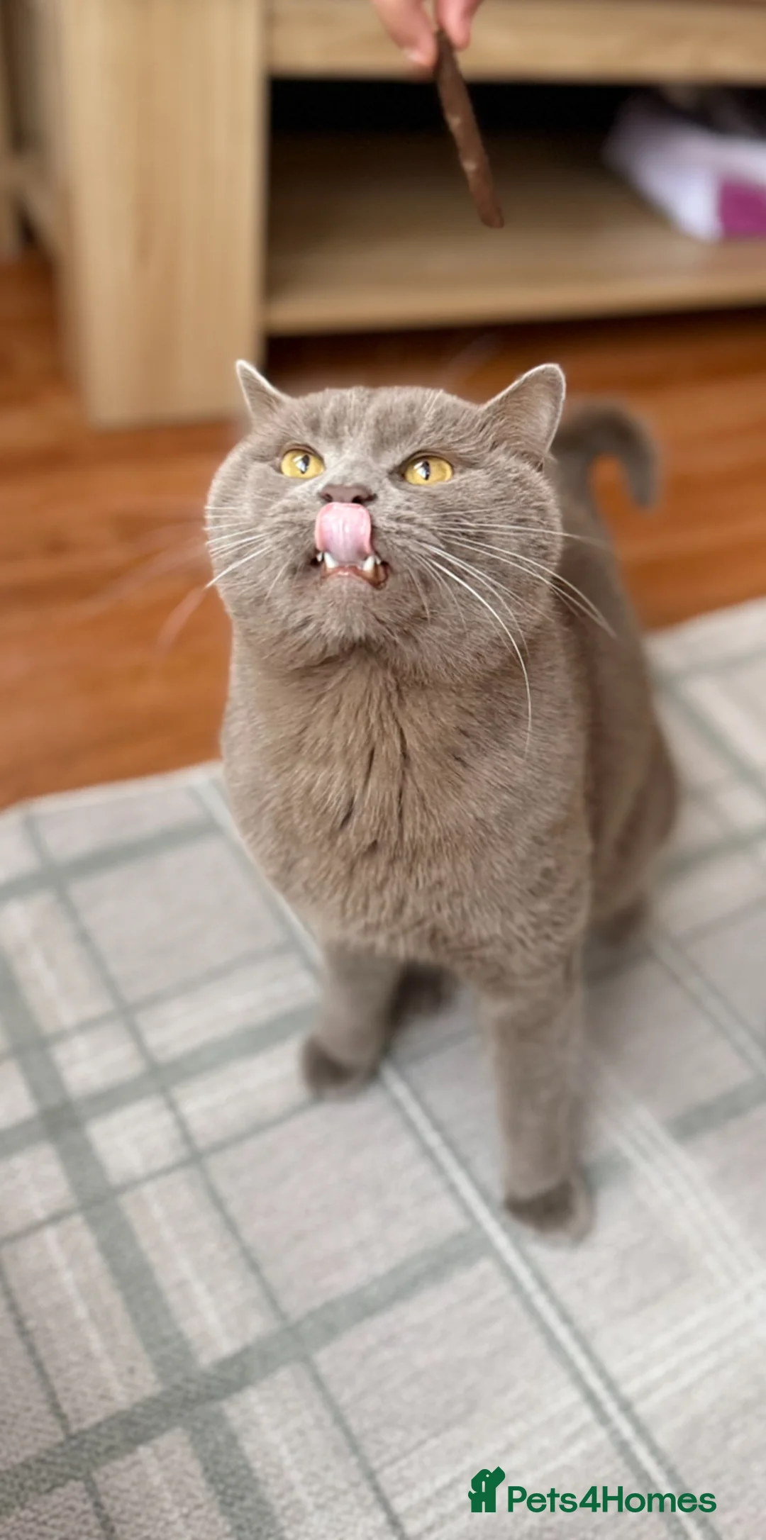 British Shorthair cats for stud: Bear, lilac British shorthair Male in Luton - Advert 2