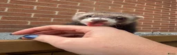 Ferret rodents for sale: Male ferrets  in Rotherham - Advert 4
