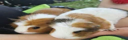 Guinea Pig rodents for sale: Two female guinea pigs in Inverness - Advert 2