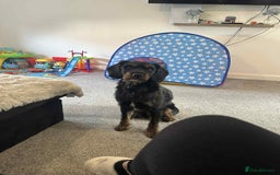 Mixed Breed dogs for sale: Double doodle (Cockapoo cross mini labradoodle) - Image 7